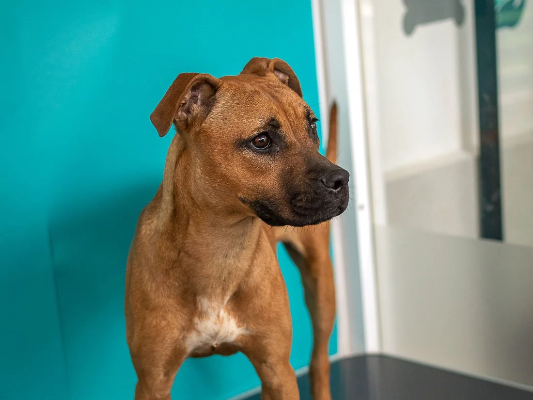 Case Dierenkliniek Valkenhorst door Webgilde